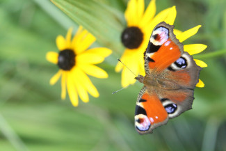 Schmetterling auf Sonnenhut